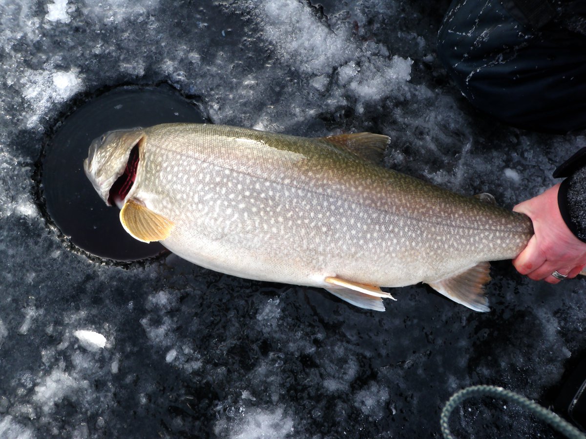 OODMag's tweet photo. Minnitaki Lake, Lake Temagami, Clearwater West Lake, and White Otter Lake are destinations for catching wallhanging winter lake trout.
https://t.co/0qx1t6gPuU
#Hunting #Fishing #Outdoors #Ontario #IceFishing #WhereToGo #Travel #Wallhangers #LakeTrout https://t.co/tS69lKv2bc