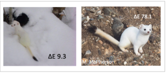 RolandKays's tweet photo. Post Doc Job open with us to work with biologists to build AI models to analyze camera trap data.  The specific focus will be to study animal coloration and camouflage, but there will be opportunities to work on other related projects.
https://t.co/38qBIn3wDo https://t.co/PTXftMfecB