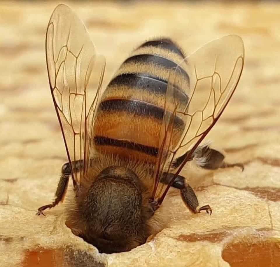 Did you know, those little bees you see in the evening sitting on flowers are old bees.

Old &amp; sick bees don't return to the hive at the end of their day.

They spend the night on flowers, and if they have the chance to see another sunrise, they resume their activity by bringing