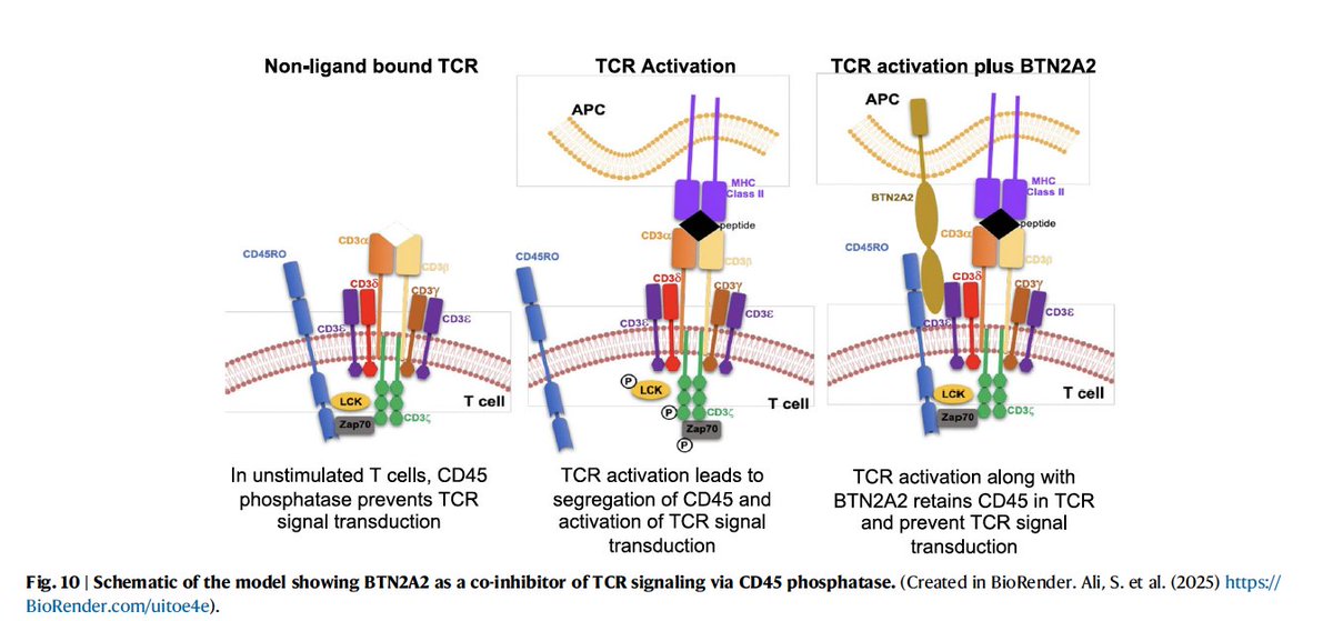 Transplant Immunotherapy Program Los Angeles tweet media