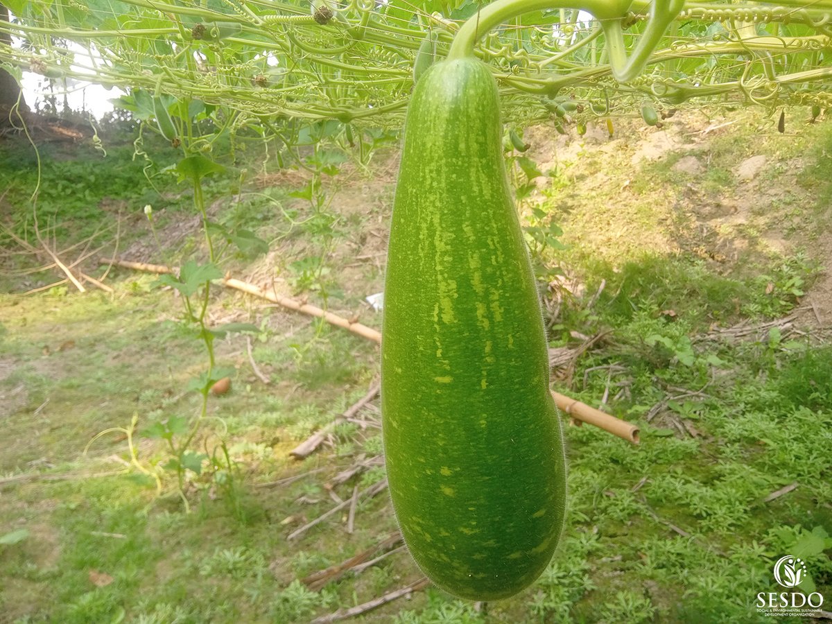 Tapas_Mollick's tweet photo. SESDO's HOME Model: Climate-Smart Livelihoods for Coastal Families

One Home = One Ecosystem = One Climate Solution

#HOMEModel #CSA3 #ClimateSmartAgriculture #ClimateResilience #Biodiversity #SESDO #Satkhira #Bangladesh #Livelihood #NatureBasedSolutions https://t.co/L8Jdgr7fgU