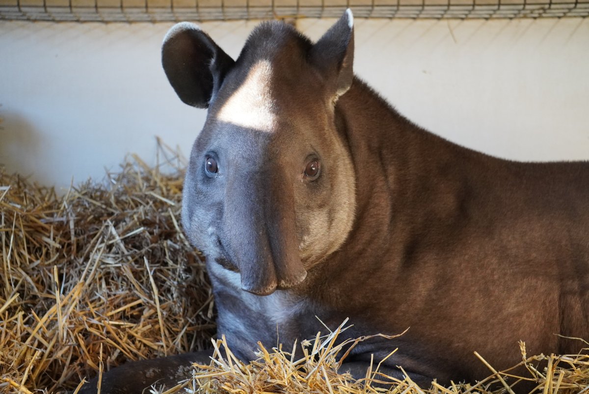 LincolnshireWi1's tweet photo. Are you all loved up this valentines or being a bit like our Cecil and loving a bed to yourself?
https://t.co/qvnfG6le1f
#Tapir #Lincswildlifepark #valetines #BeMyValentine #february #skegness #boston #lincs #lincolnshire https://t.co/KTJpfeaozj