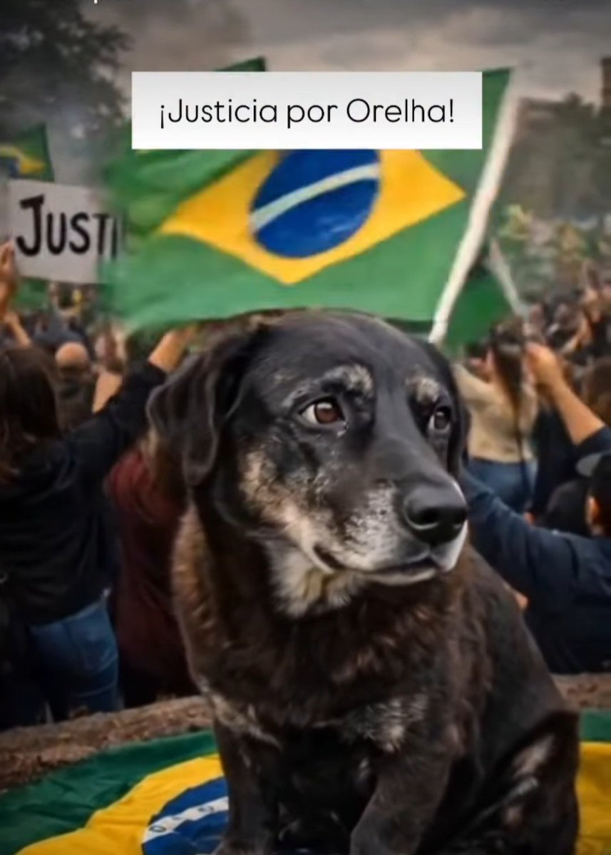 Barbaralop3z's tweet image. Orelha 10 años, una perrita comunitariade Brasil, era muy amigable y cariñosa con los turistas.

Los adolescentes son sus asesinos, seguramente ella pensó que se acercaron a jugar. Al contrario, fue golpeada con clavos en su cráneo dejándola agonizando.

#JusticiaParaOrelha