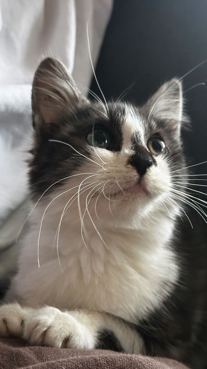 "Foxy, henüz çok küçükken hayatla yüzleşmek zorunda kalmış minik bir can. Sevgiye ve güvene tutunmayı bilen bu yavru, Ona yuva olmak ya da geçici yuva desteği sağlamak isterseniz mesajla ulaşabilirsiniz. Yer: İstanbul
İletişim: 0532 053 89 26 facebook.com/photo/?fbid=13…