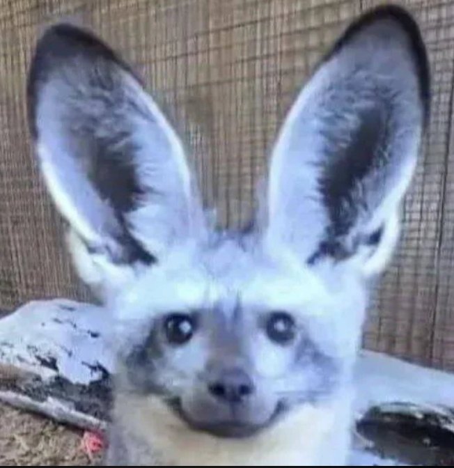 Bueno llegamos a los 300 seguidores gente! Lo que significa que es momento de un sorteo, ahora será un ganador aquí y uno en telegram :3
Para participar pon tu personaje en los comentarios, like y retweet y estarás participando!
#SORTEO #raffle #nsfw #art #dibujos #arte #yiff