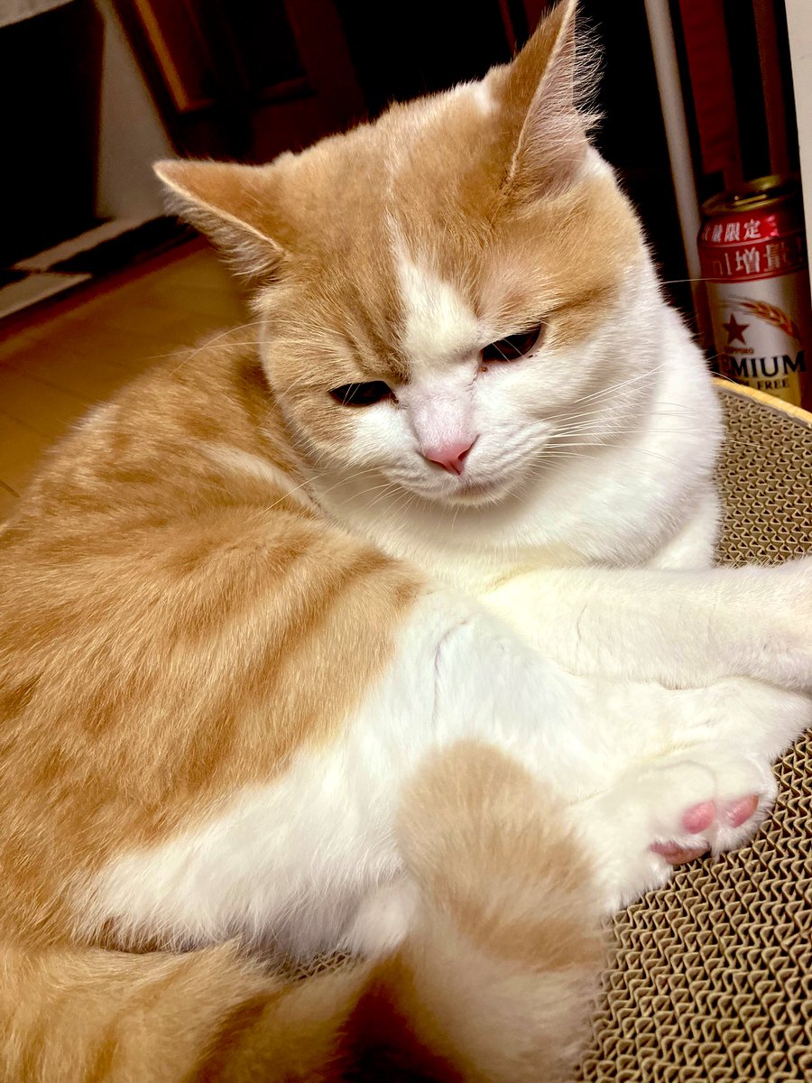 Harukun_chi's tweet photo. ハルくんかわゆす https://t.co/K38zgOjO2T