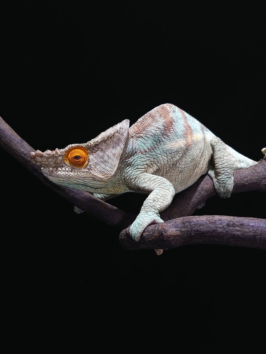 今週末は #ジャパンレプタイルズショーin愛知 に出展します カメレオン