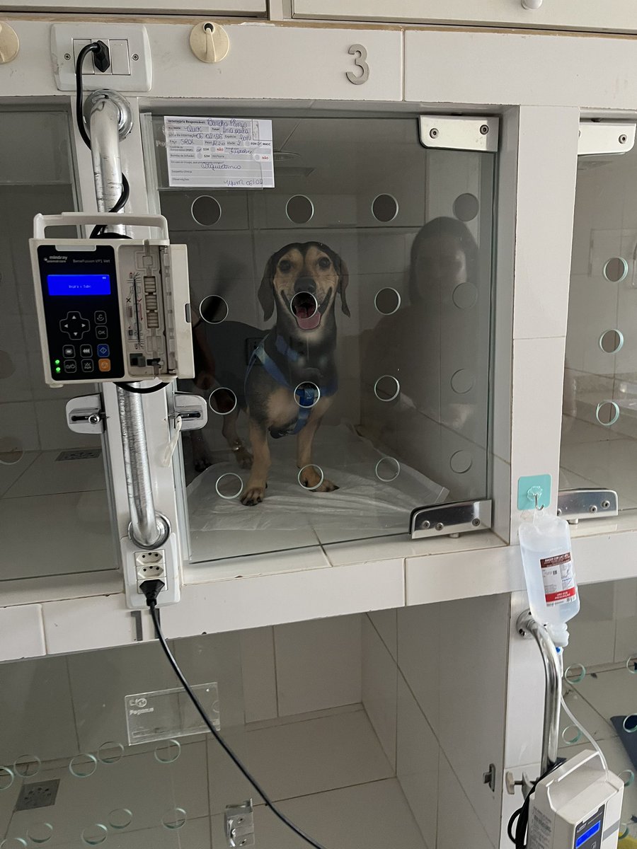 napaulac0's tweet photo. nao to me aguentando no luke feliz quando deixei ele na clínica pra castrar tadinho kkkkk to me sentindo um monstro https://t.co/vgPRwsfWAZ