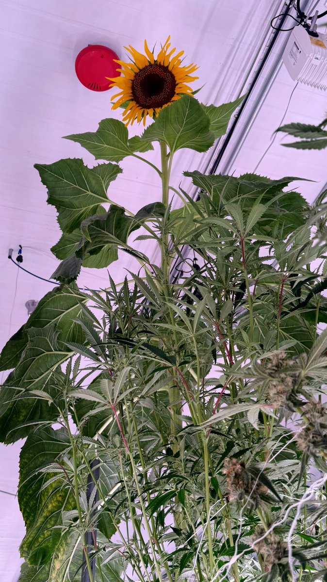 The watcher of the garden