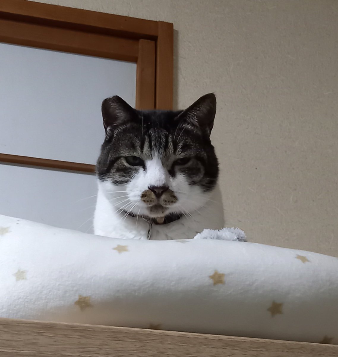 頭が高いぞ、ニンゲン。