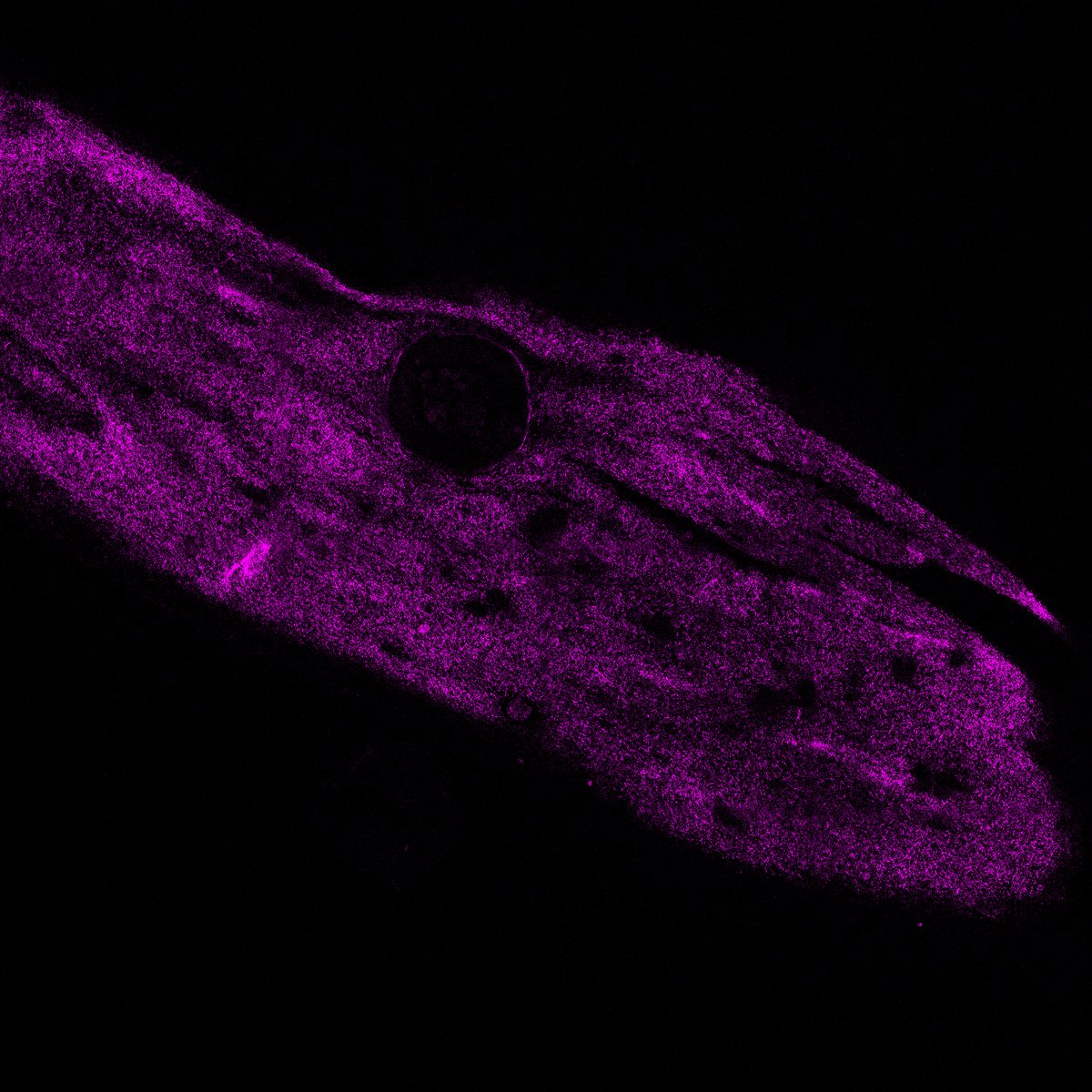 Ruslan Dmitriev tweet media