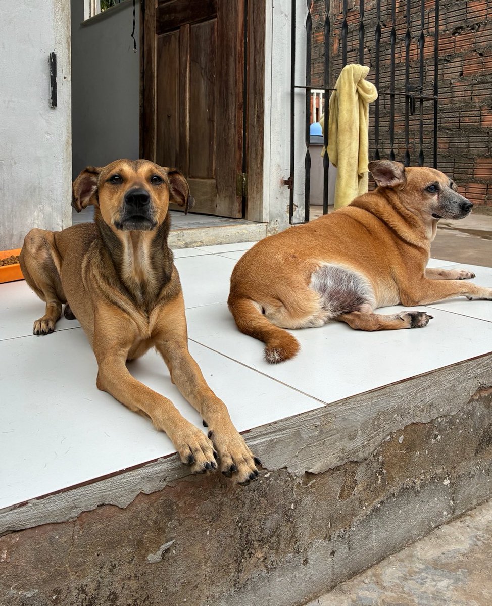 projetojpp's tweet photo. pessoal, vamos juntar forças para cobrir as despesas mensais do projeto?

🐶 ração
💊 medicamentos
🧼 limpeza/higiene
🏠 mensalidade LT

*vamos detalhando tudo aqui com os comprovantes de pagamento

🔑: projetojpp@gmail.com

qualquer valor soma muito. Doe se puder! https://t.co/VR67Gtq8Hv