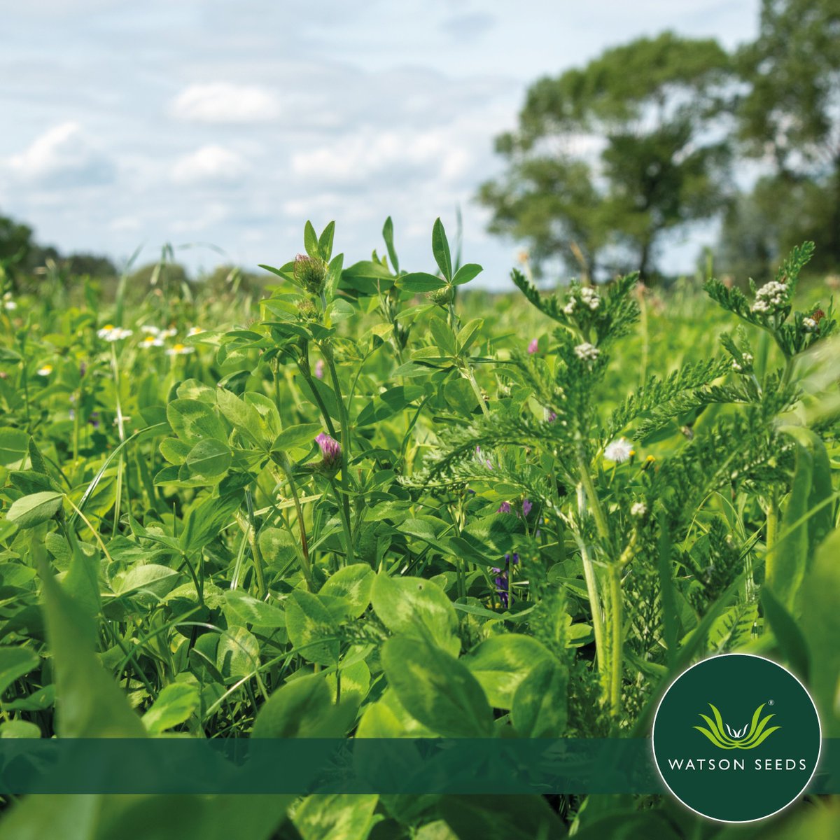 Watson Seeds tweet media