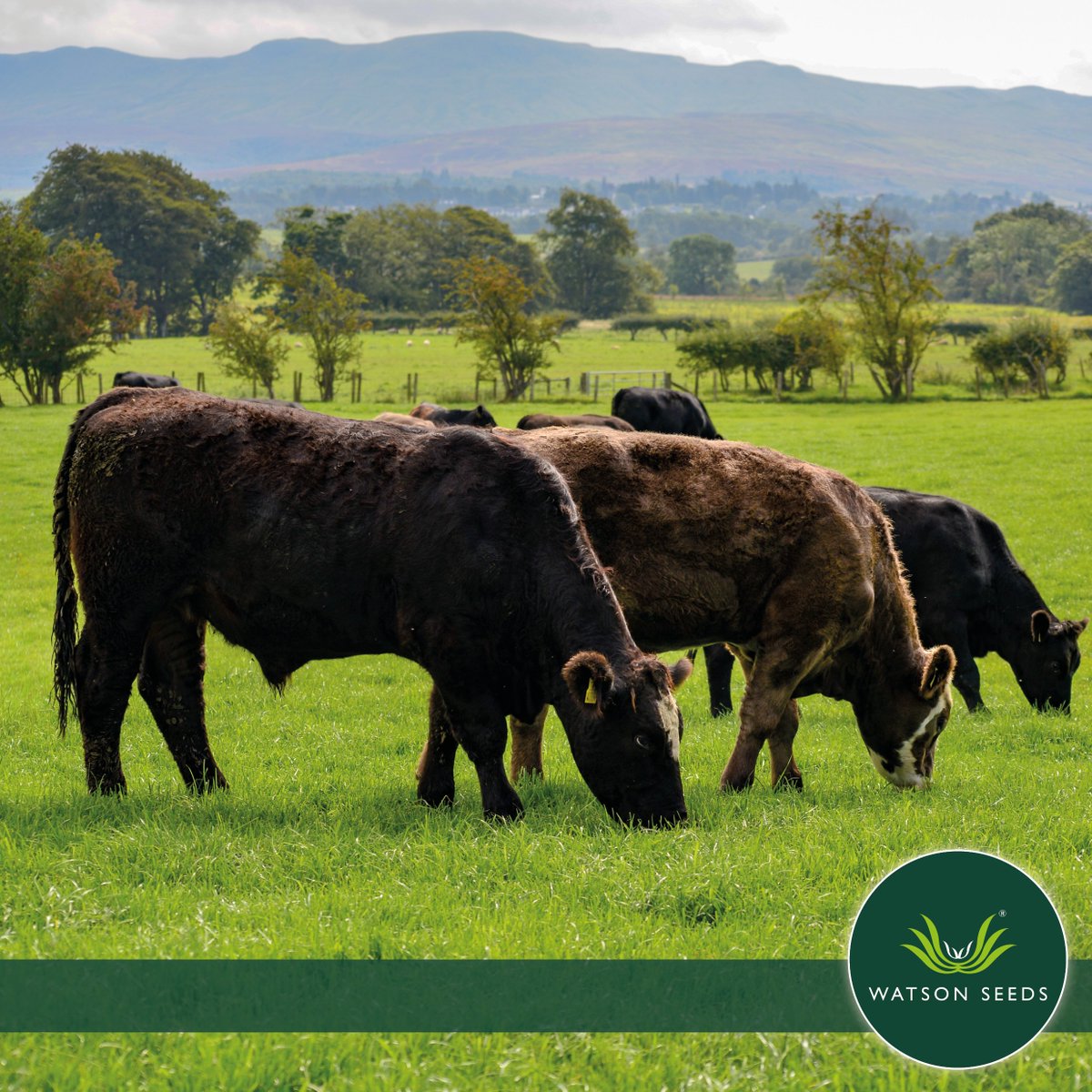 Watson Seeds tweet media