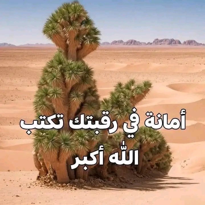 ((( مـــــــــلاذ الـــــســـــــعادة))) 🌻🌻؟؟؟؟ tweet media