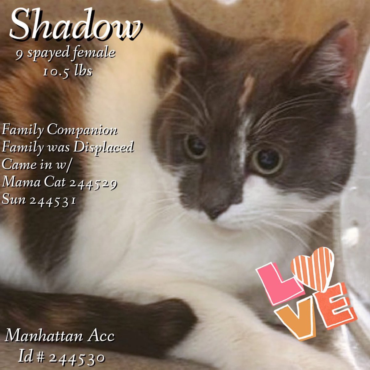 🆘Please REPOST-adopt-foster🆘

SHADOW is on the “emergency placement” list at NYC AC&amp;C and needs out of the shelter by 12 NOON 2/7!

#TeamKittySOS newhope.shelterbuddy.com/Animal/Profile…