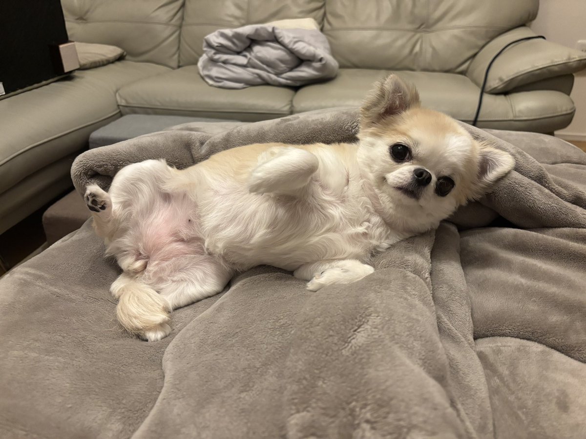 うめ(犬)親管理 (@chihuahua_ume) / Posts / X