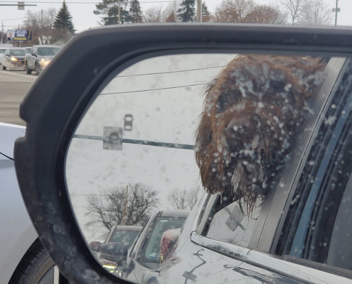 katcy's tweet image. Yogi going for a cold plunge. 🥶