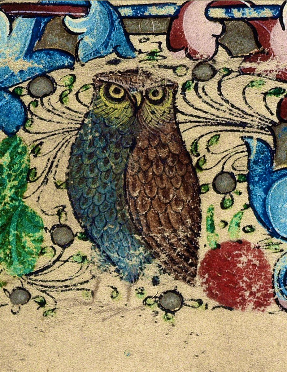 Plantagenet tweet media