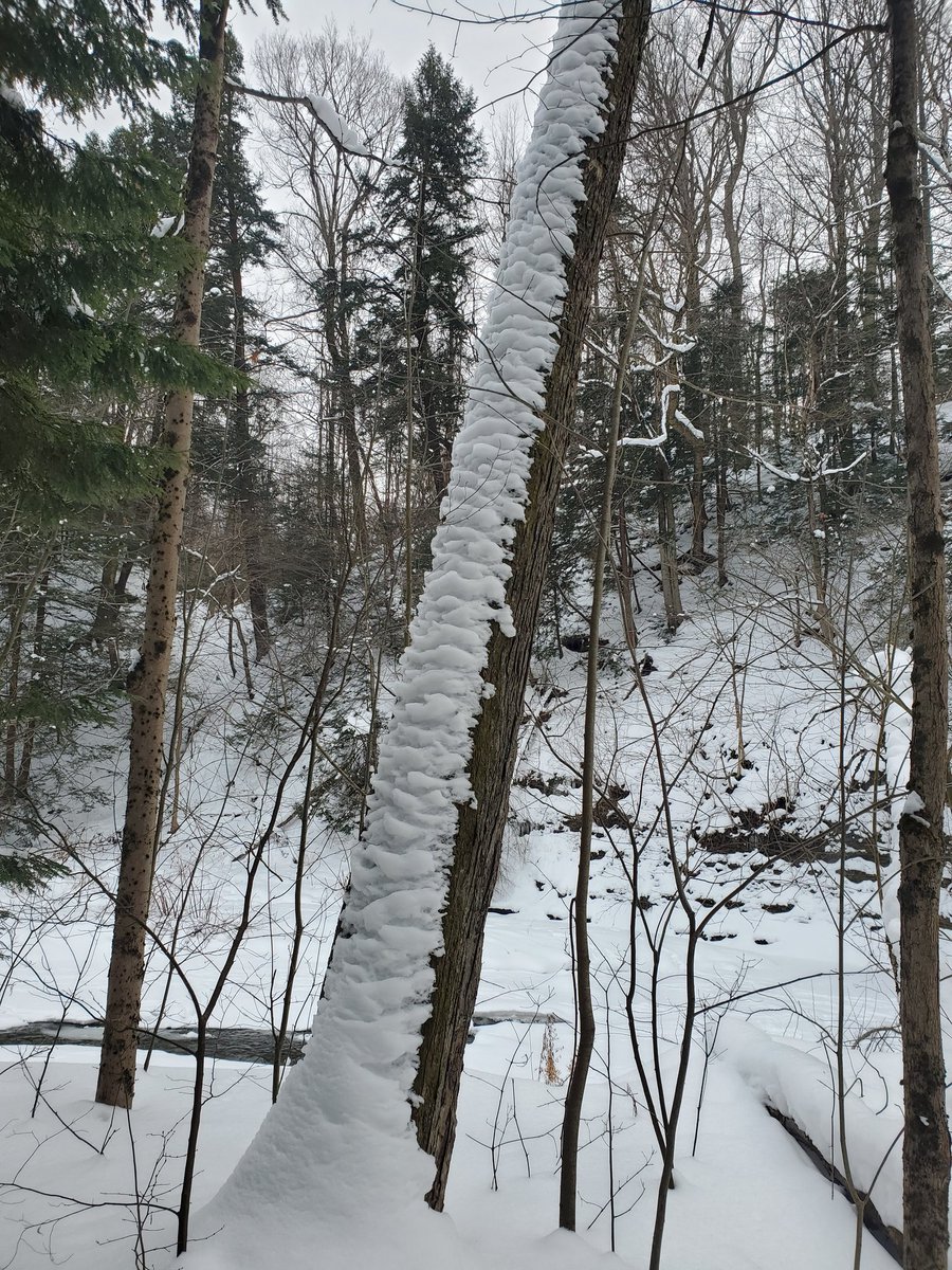 katcy's tweet image. Yogi going for a cold plunge. 🥶