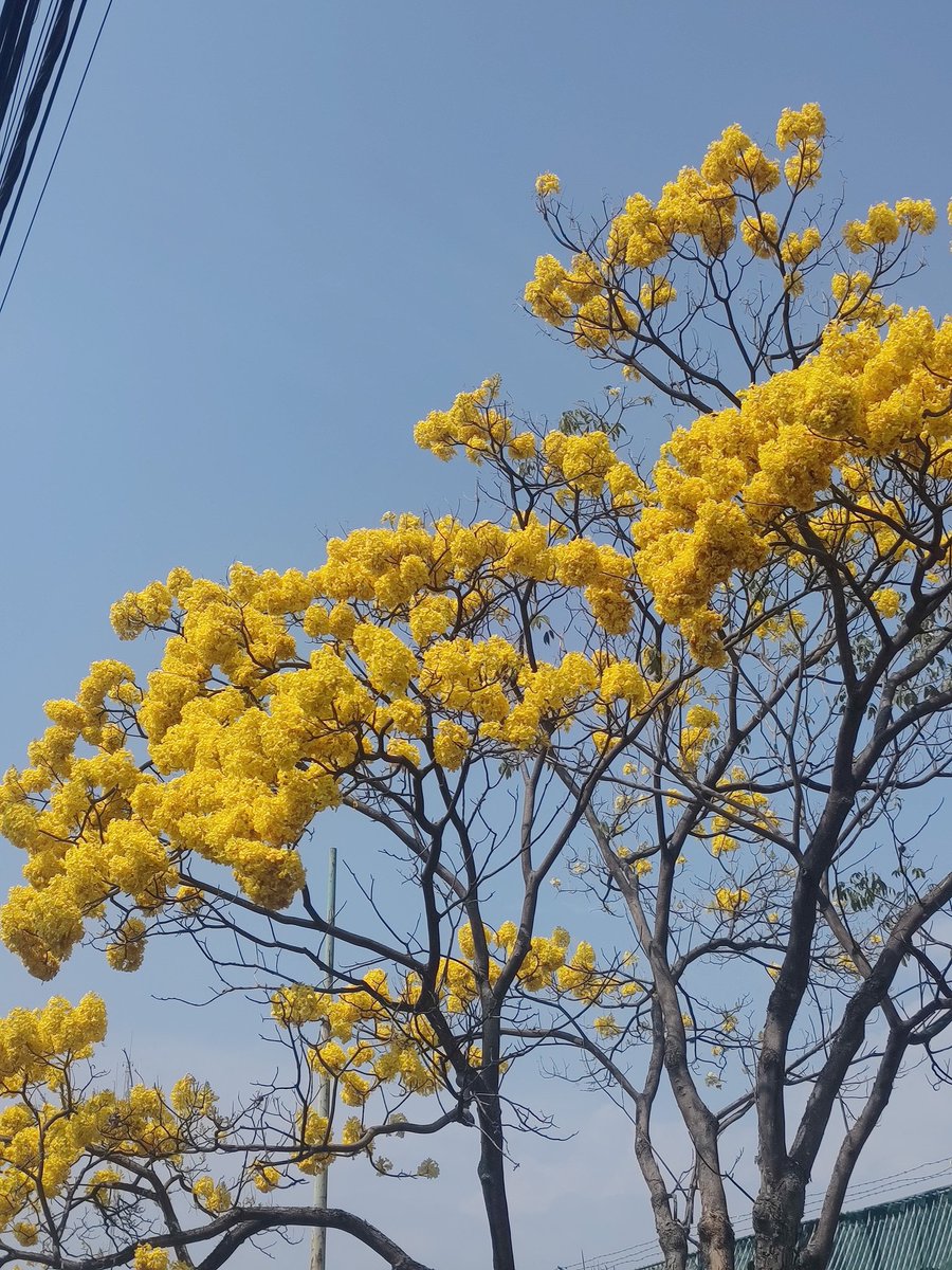 Ya empieza a vestirse de colores #Cuernavaca 😍: "el que de amarillo se viste, en su belleza confía".
#Viernesdeflores de <a href="/wonder_m_r/">Armando Maravilla - Wonder</a>.
#Felizviernes 👋🏻😄