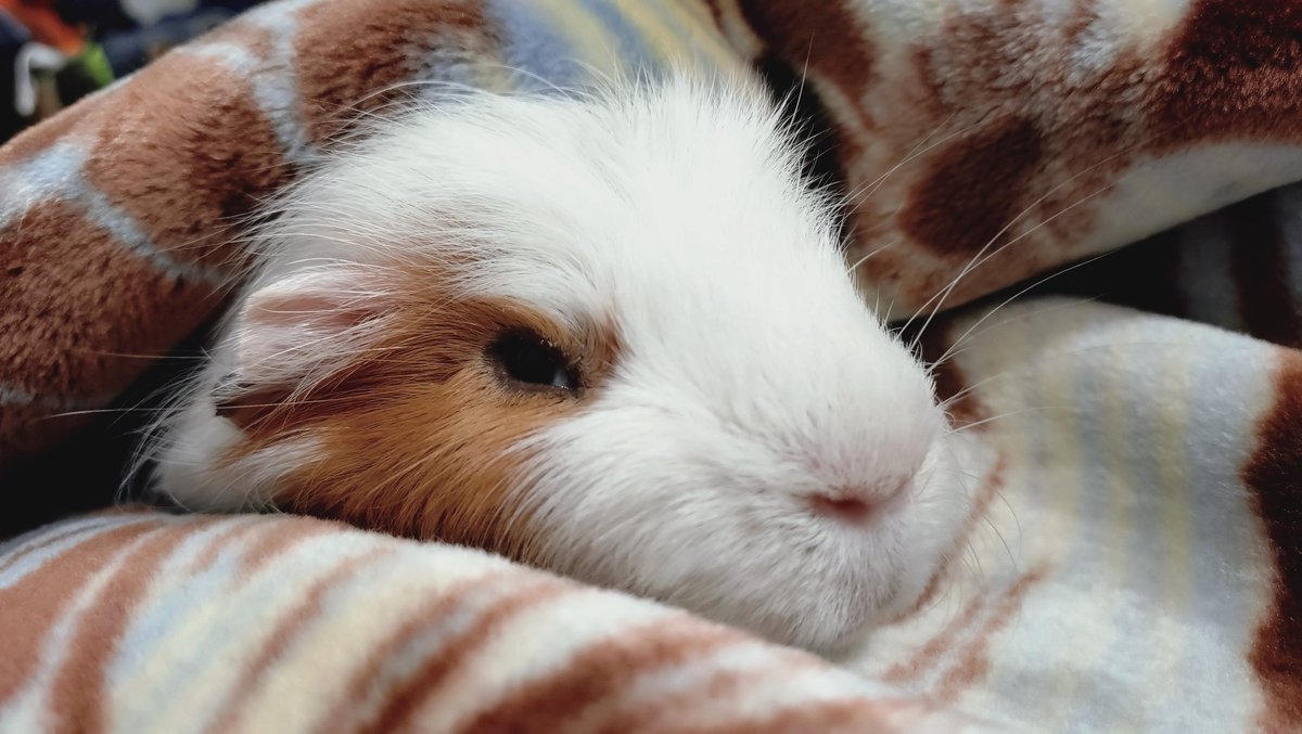 あした、あさっては、もうふにくるまって、ぬくぬくするのです。