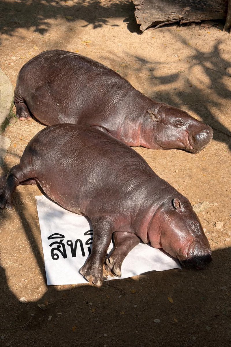 KhaokheowZoo's tweet image. 8 กุมภาพันธ์ 2569 8:00 - 17:00 น.อย่าลืมไปใช้สิทธิเลือกตั้งกันนะครับ

By Captainwit