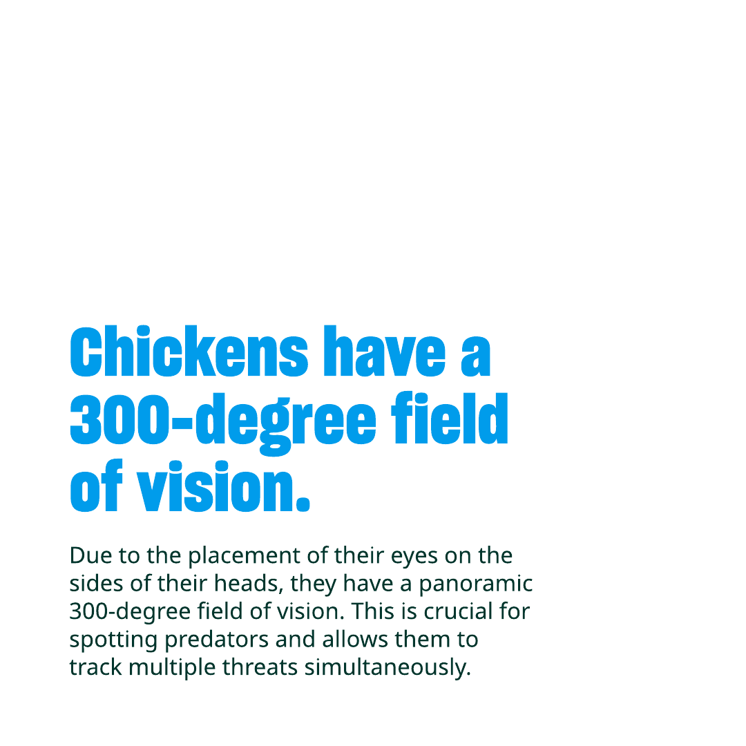 Humane World Farm Animals tweet media