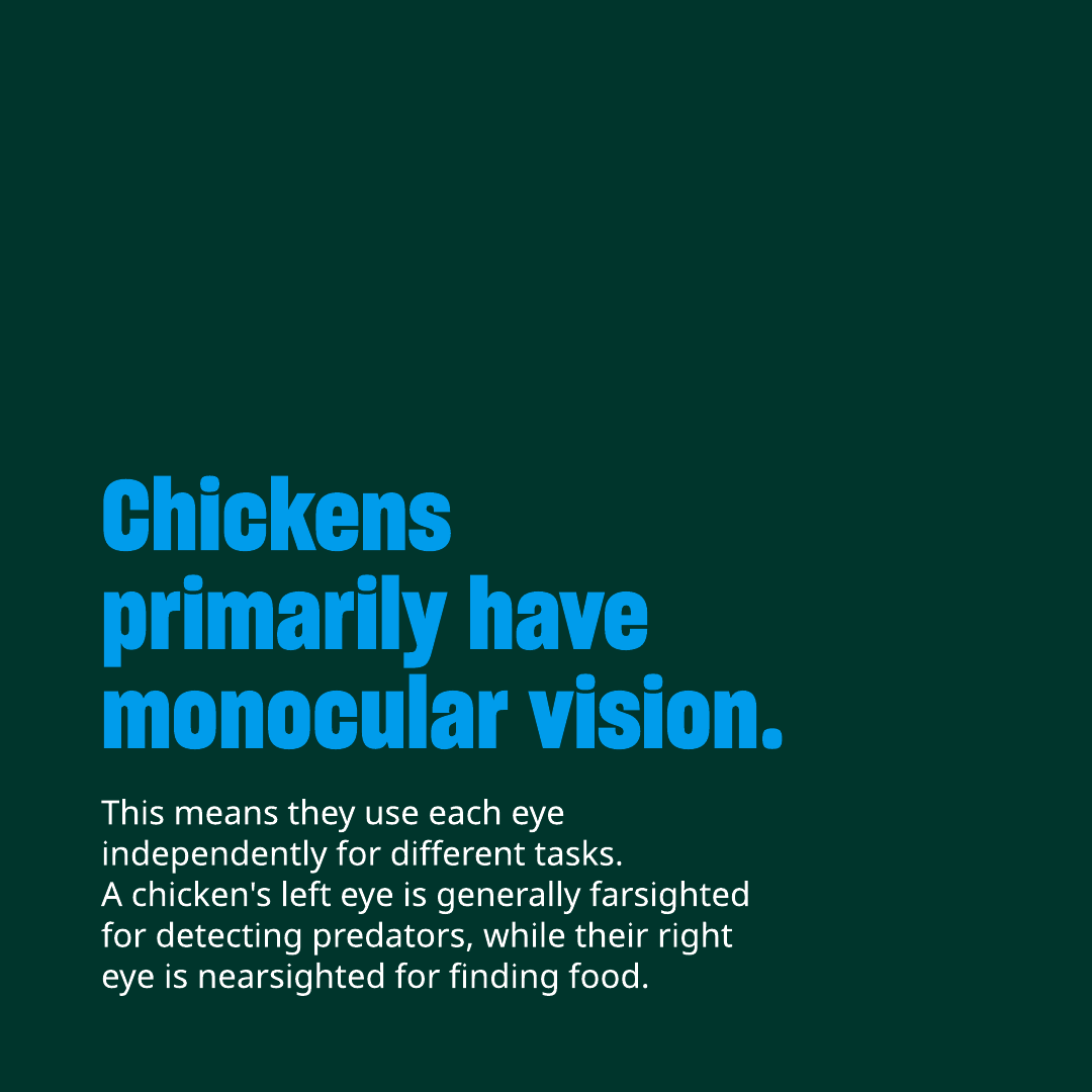 Humane World Farm Animals tweet media