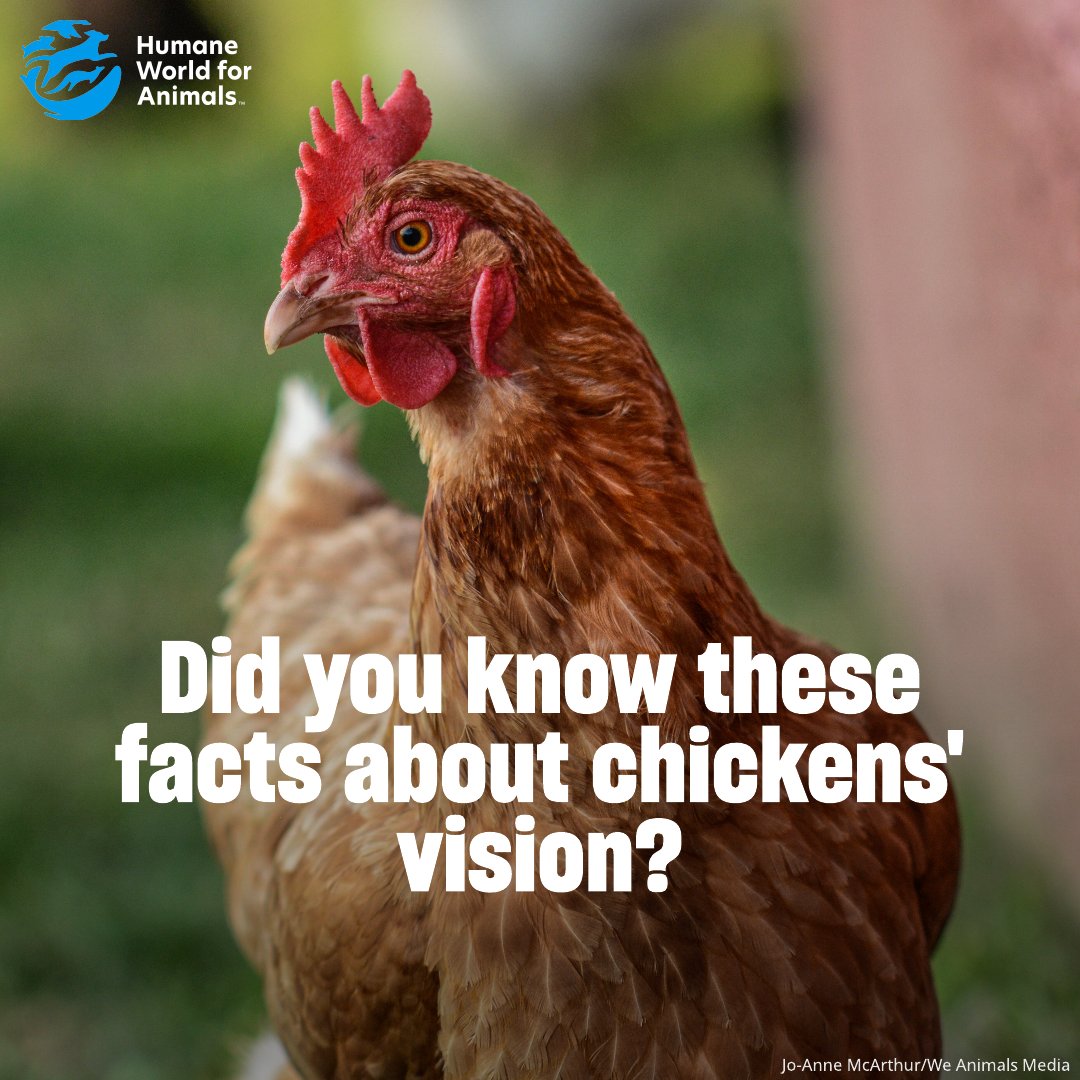 Humane World Farm Animals tweet media