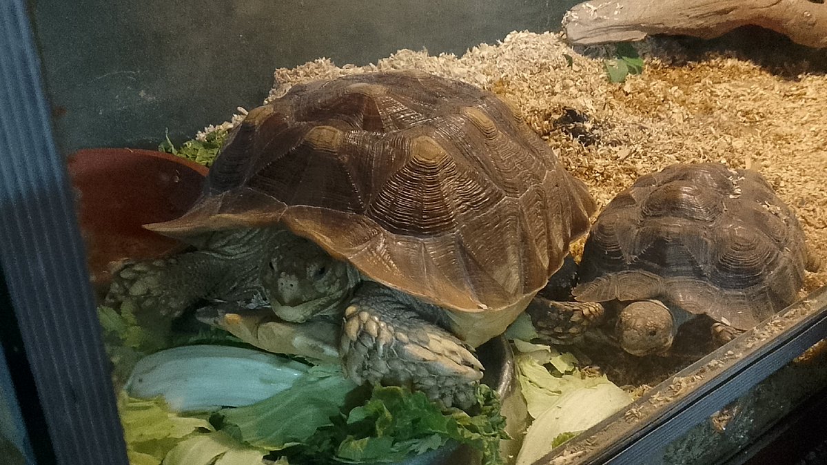 Inky the 2nd tweet media