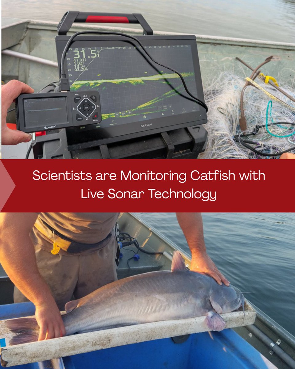A new graduate study from Arkansas Technical University is using cutting-edge live sonar technology to spot catfish and conduct targeted electrofishing surveys, hoping to be more efficient in research and monitoring. 

Learn more ➡️ fishsens.com/monitoring-cat…

PC: Zach Moran.