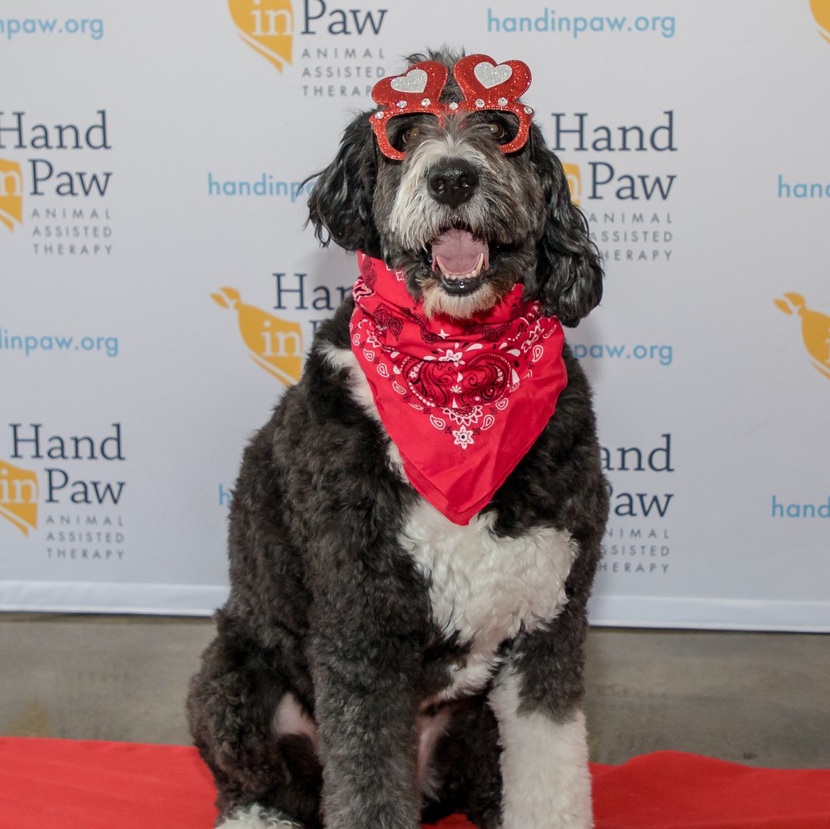 Hand in Paw tweet media