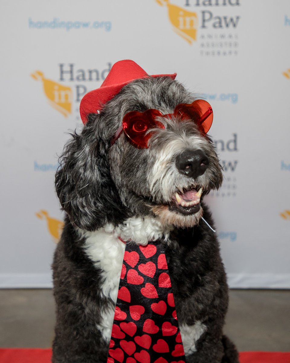 Hand in Paw tweet media