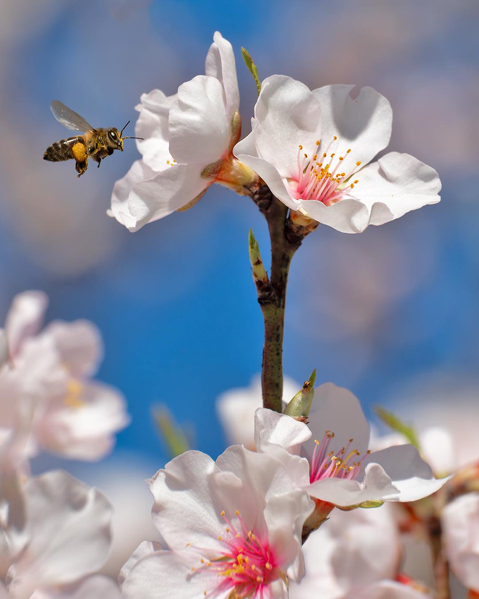 Abella de la mel, Apis melifera, acudint a flors d'ametller, Prunus dulcis.
Aquest matí he anat a provar l'equip macro per agafar pràctica de cara a l'inici de temporada!
Fujifilm X-H2 + Fujinon 70-300 + anell d'extensió 16mm + flaix Godox 350 TT
<a href="/MuseuBdn/">Museu de Badalona</a> <a href="/fujifilm_es/">Fujifilm España</a> <a href="/Foto_K/">Foto K</a>