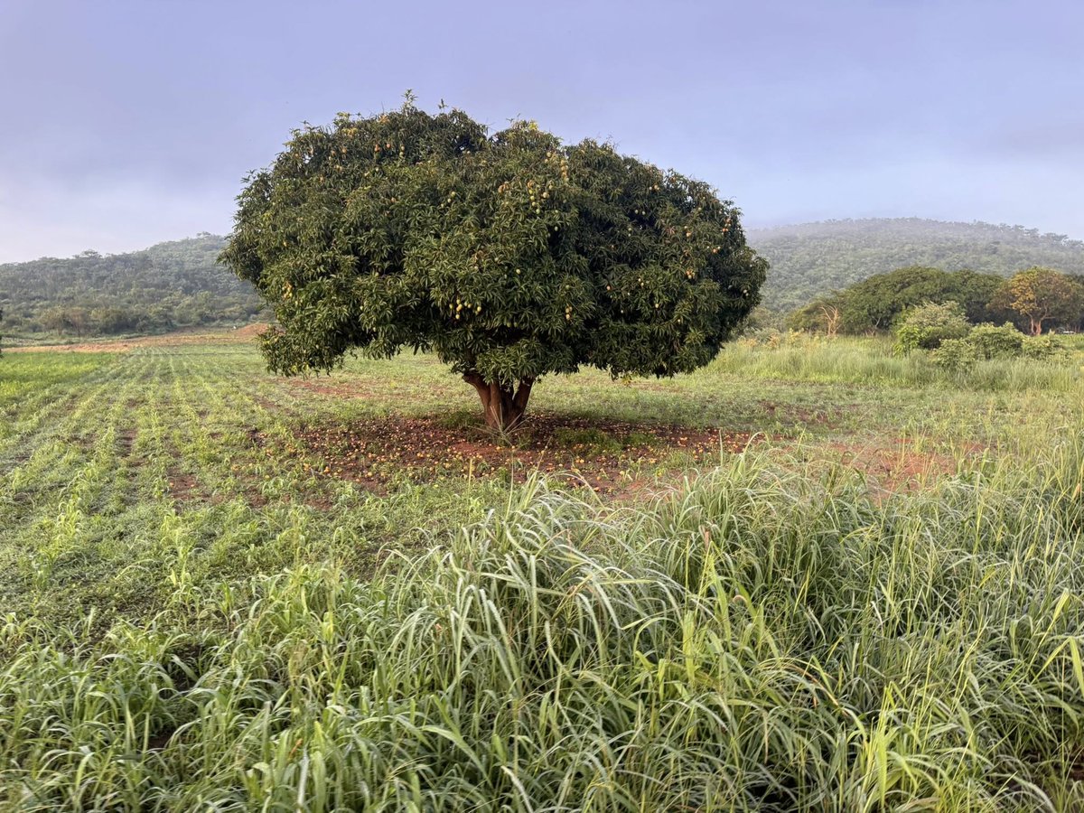 AGIWorldWide's tweet photo. 🌳✨ Explore the beauty of Wild Mango Trees in Sub-Saharan Zambia! Known as "Chikanda," these trees offer delicious fruits and vital shade for wildlife. Enjoy their unique flavor fresh or in traditional dishes! 🌍💚 #WildMango #Zambia https://t.co/hhZ4rPIngB