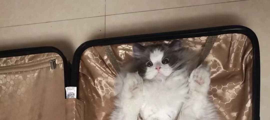 No Cats No Life tweet media