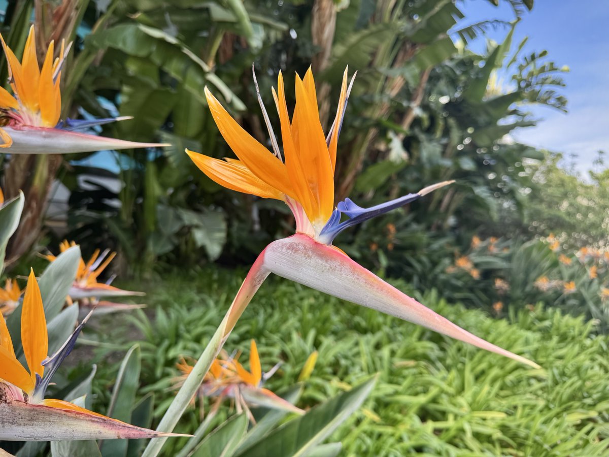 TheTinkleBelle2's tweet image. So many new flowers in new places. Have a great Friday! #fridayfeels #birdofparadise