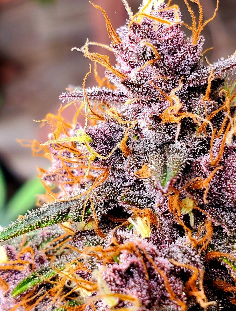 medicalgrower42's tweet photo. Strawberry Cough https://t.co/bG4TbxIJOO
