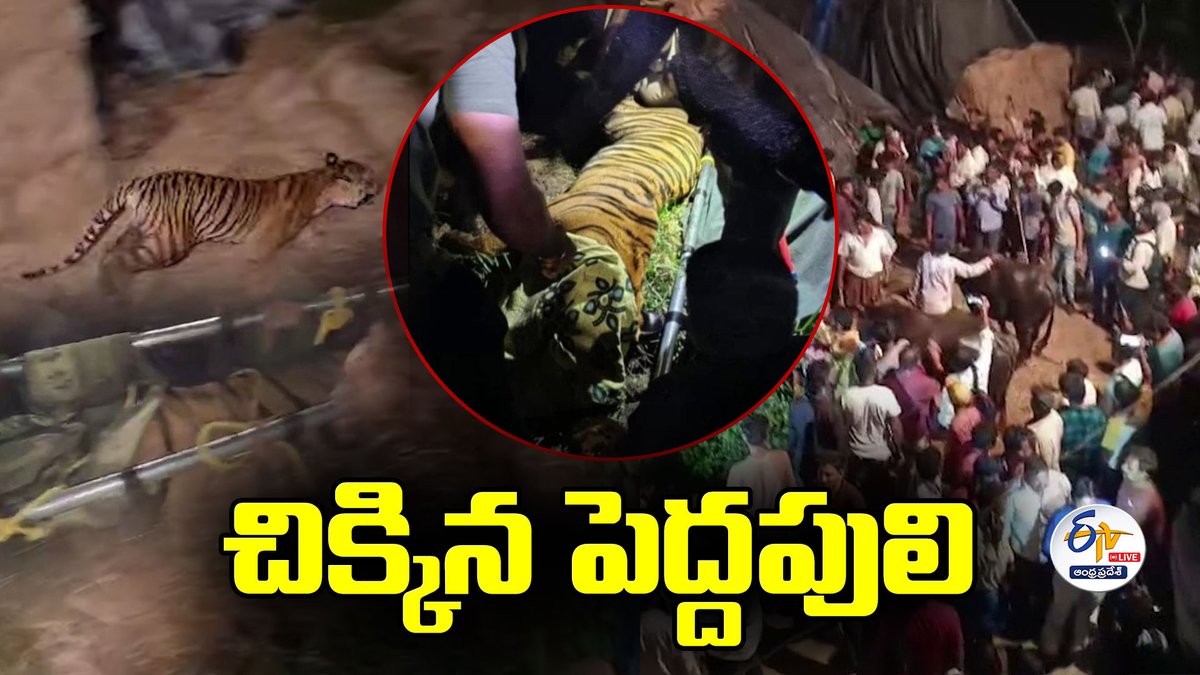 etvandhraprades's tweet photo. పెద్దపులిని బంధించిన అటవీ అధికారులు | Forest Officials Capture Big Tiger in Kurmapuram :🔴LIVE
#TigerSighting #WildlifeNews #Kurmapuram #TigerAttack #VillageChaos #TigerInVillage #LocalPanic
https://t.co/ueG9Sh7KXZ https://t.co/qnn04xpsZm