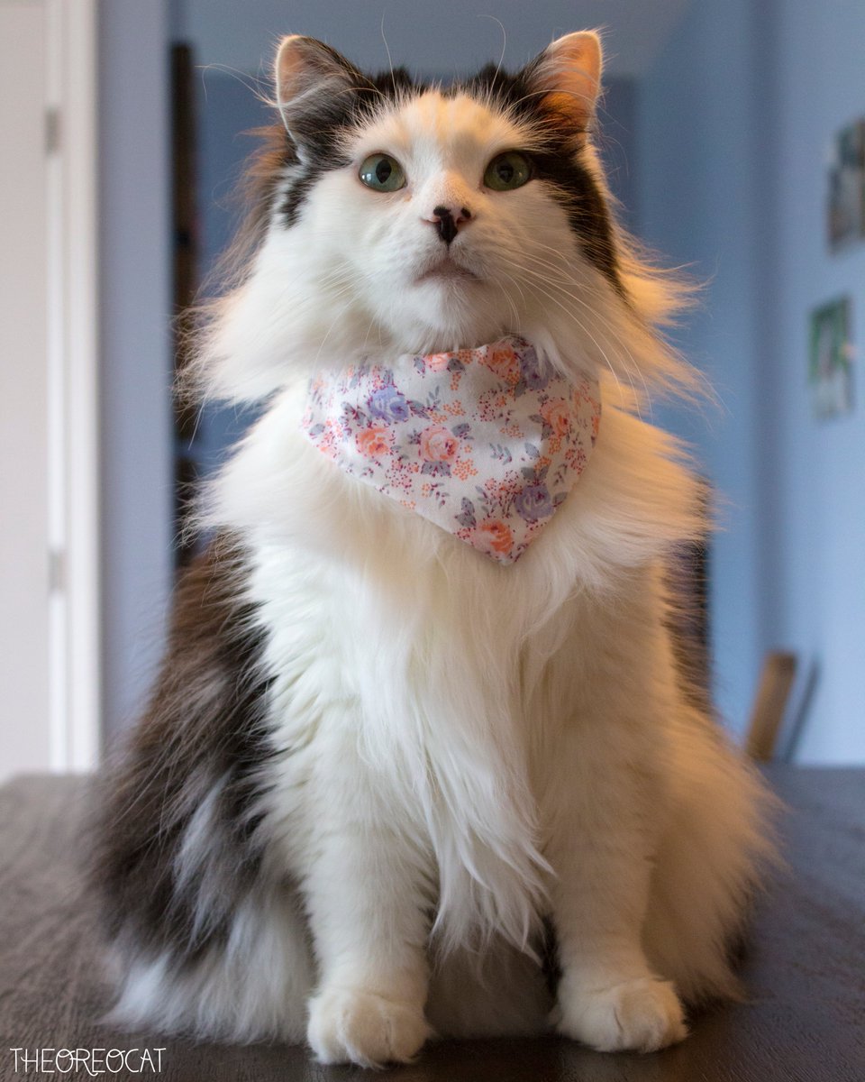 TheOreoCat's tweet photo. “Never make fun of someone with potato chips stuck in their teeth. They might have some left and if you’re nice enough they may share them with you.” ~ Oreo 🥨

#BitesFromBeyond #theoreocat #CatsOfX https://t.co/5ou0HnzSes