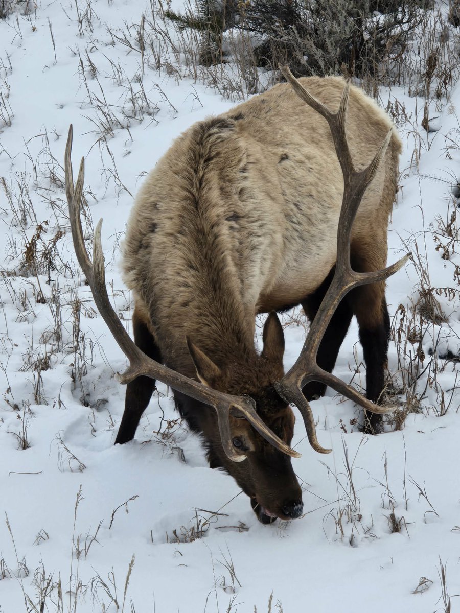 cleggzonehq's tweet photo. I got to spend some time watching this beast of an animal the other day, and what I noticed was he didn’t care about the possible risks around him — he was completely focused on his purpose.
 #Identity #LiveLife #LiveFearless  💪🦌 https://t.co/iA8lBfNqHt