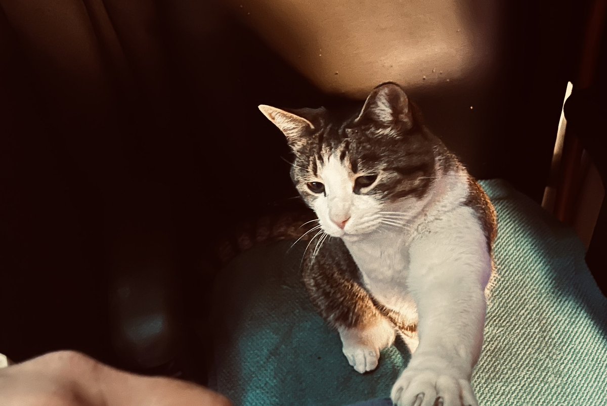 realBradStaggs's tweet image. So much entertainment in making Doc Kitty do tricks for treats. #Weekend #FridayFun #Cats