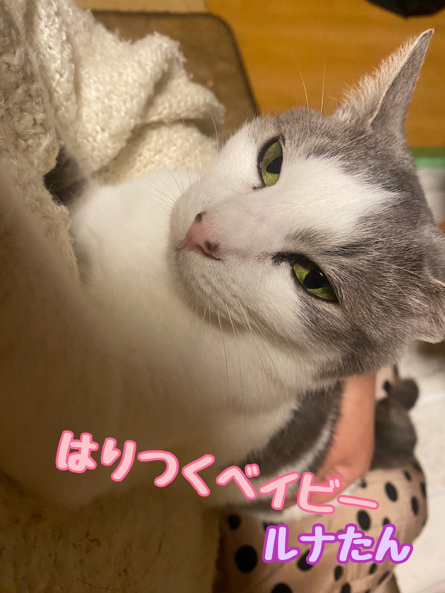 うちにいる時は、いつも抱っこして過ごしていますw

永遠のベイビーキャット、ルナたん(=^x^=)

はりつくのがお好き。

長年にゃんと過ごしてきたけど、ここまでのベイビーは初めて…

でも、ルナたんは私以外の人類怖い系にゃんに育ってしまったので、誰も会えない幻キャットです。

写真だけ残す🫧