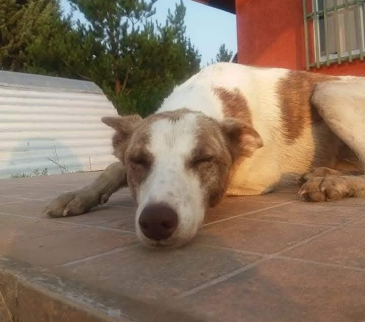 eltuitdemarsh's tweet photo. Buscan a Almendra, perdida en el sector de Laguna Flores en Yumbel. Tiene su patita delantera amputada, urge encontrarla. Si alguien la ve, por favor retener y comunicarse al +56920013535. Favor RT!
#Yumbel https://t.co/BQN0NjYpKB