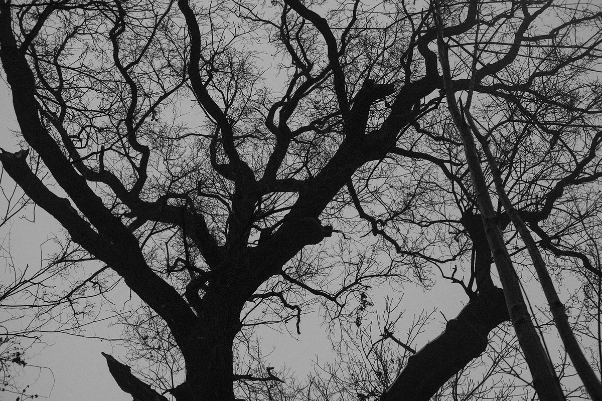 Fernando Forero tweet media