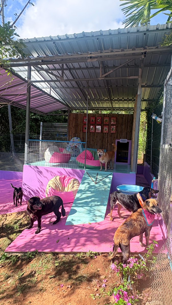 Happy Doggo tweet media