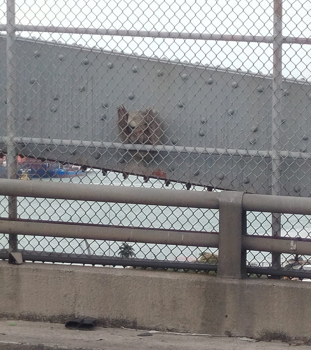 TReporta's tweet image. Un perezoso de dos dedos que se encontraba en riesgo sobre la estructura del Puente de las Américas, fue rescatado por unidades del @BCBRP, guardaparques del Polígono de Tiro Emperador y Balboa Oeste, y la Asociación Panamericana para la Conservación.

@MiAmbientePma detalla que…
