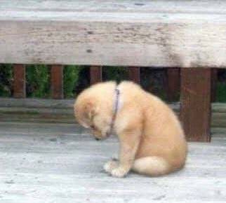 에이 tweet media