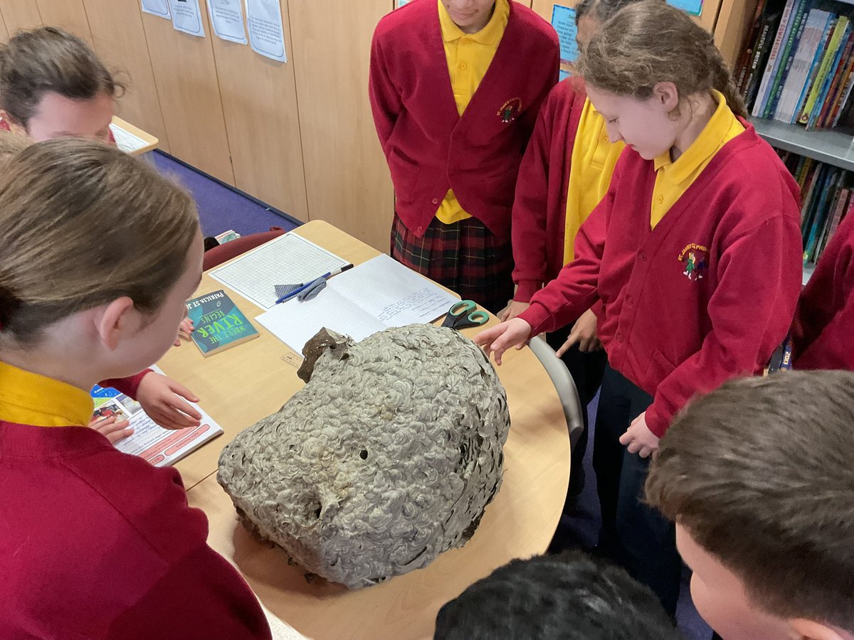 MrCStJames's tweet photo. Great fascination this morning in @StJamesYear6 looking at a wasp nest! #naturetable @PieCorbett @RoyEntSoc @StJamesChorley @Lancswildlife https://t.co/my1DLquFKA